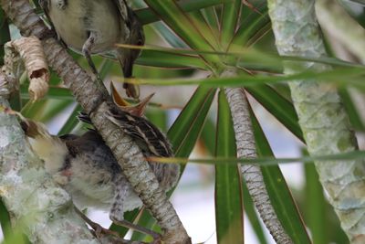 Mockingbird Fledgling Expelling A Fecal Sac!