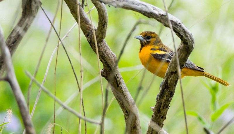 oriole de baltimore