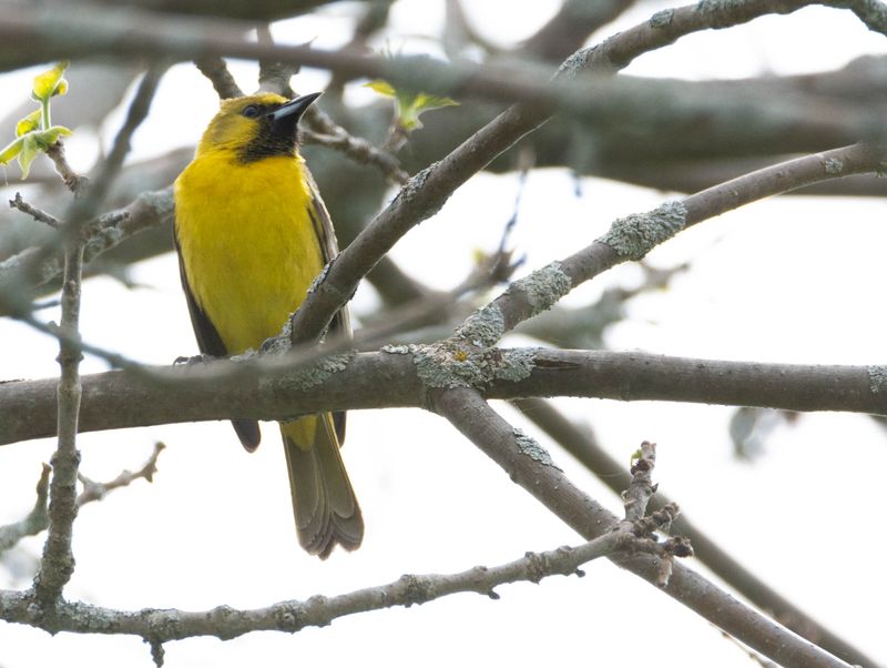 oriole_des_verger