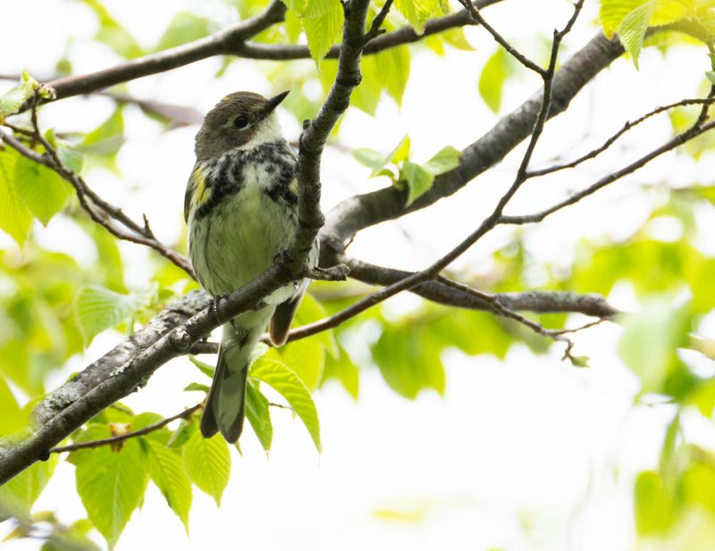 paruline a croupion jaune