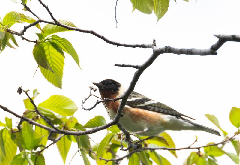 paruline_a_poitrine