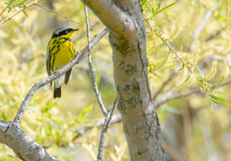 Paruline a tête cendrée
