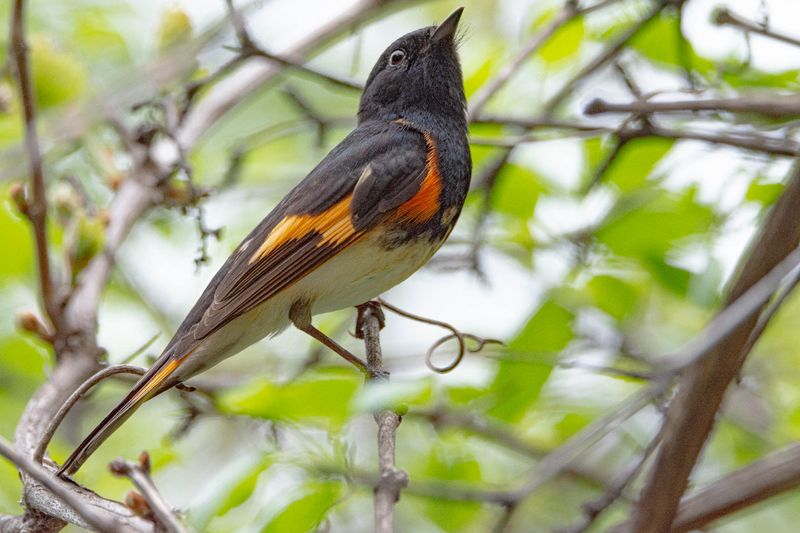 paruline_flamboyante