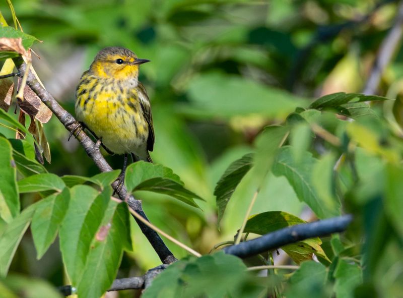 paruline tigrée