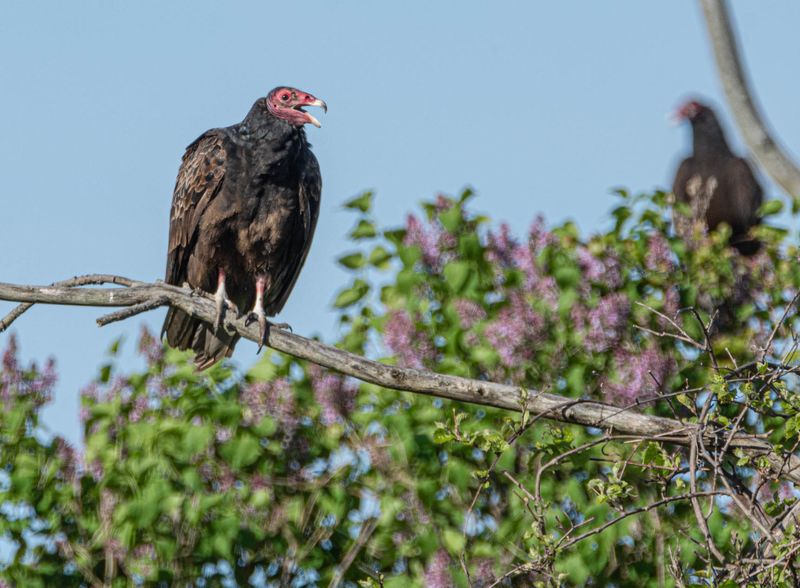 urubu_e_tête rouge