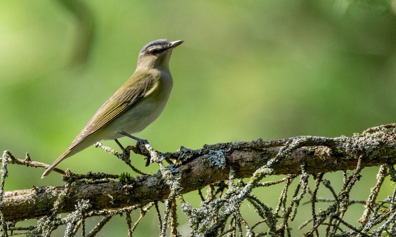 vireo_aux_yeux_rouge