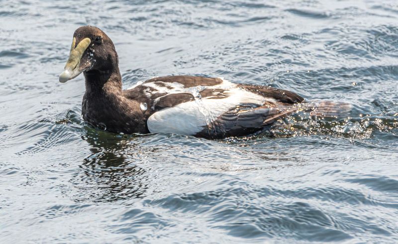 eider_a_duvet_2