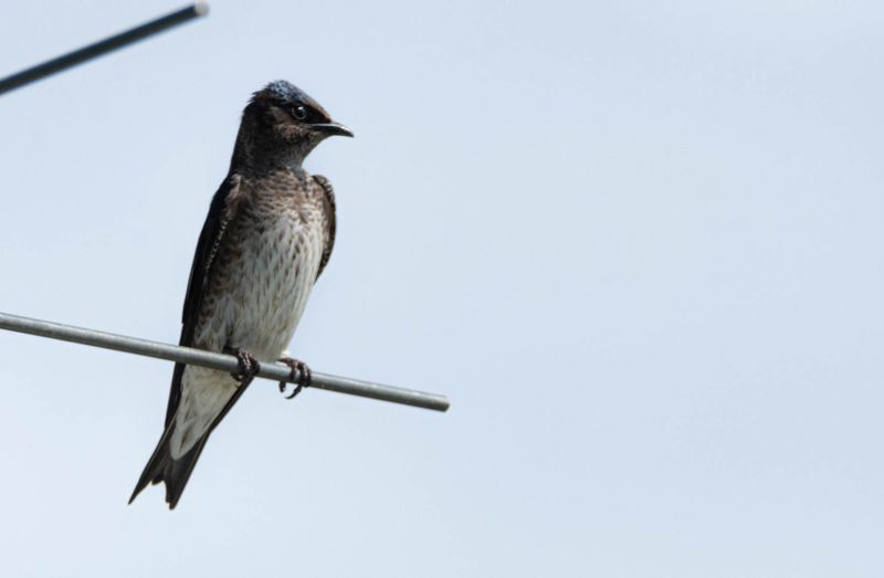 hirondelle_noire_2