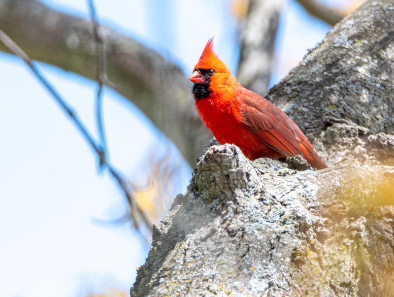 cardinal_rouge_2