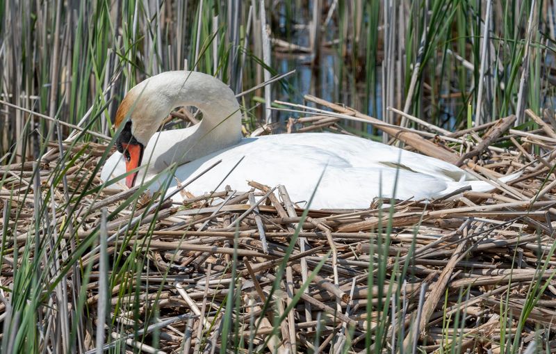cygne_tubercule_2
