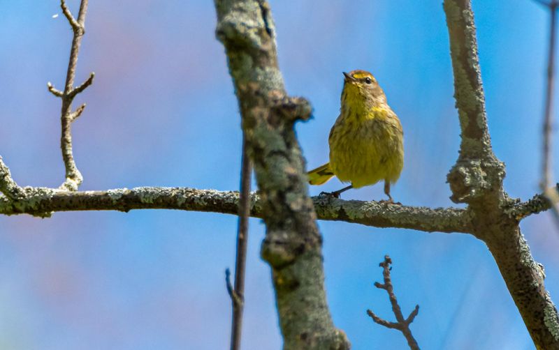 paruline_a_couronne_rousse4
