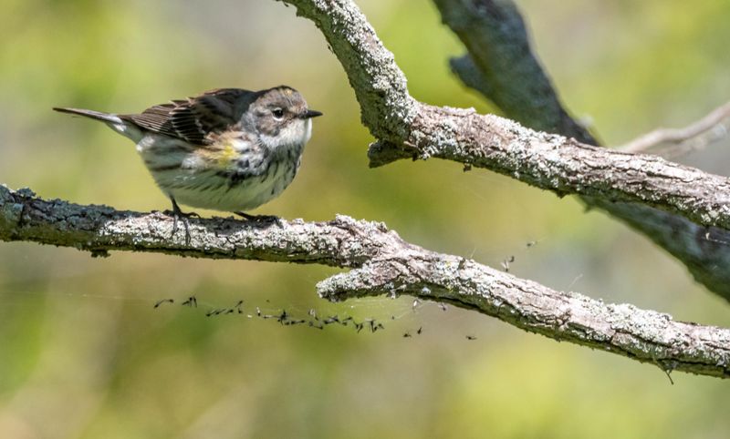 paruline_a_croupion_jaune_2