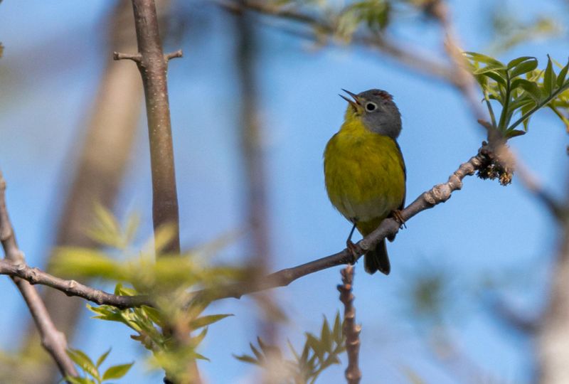 paruline_a_tete_cendree_2