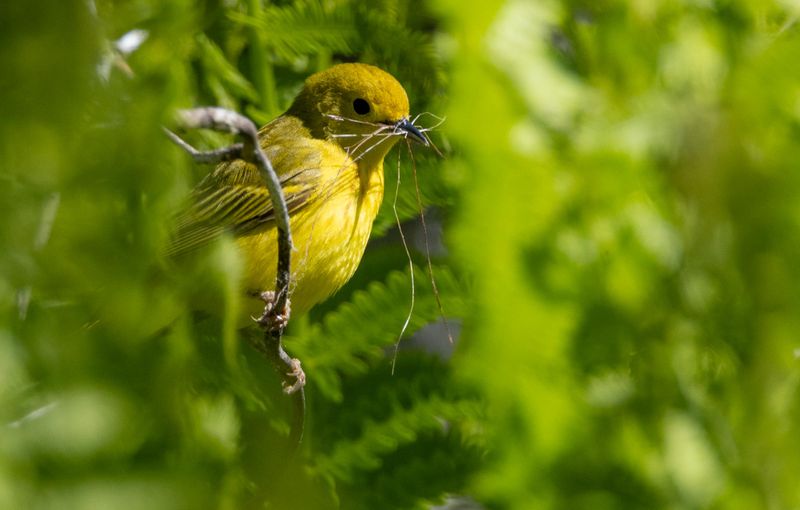 paruline_jaune_2