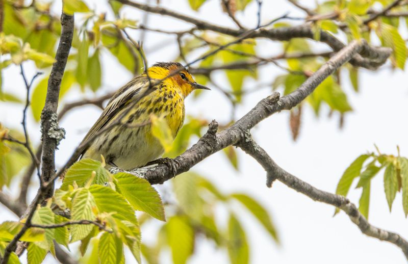 paruline_tigree_5