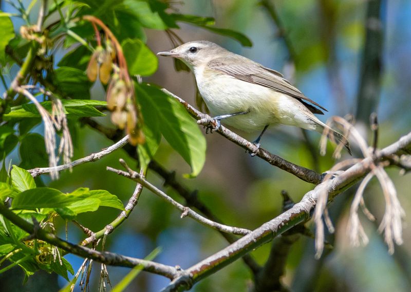 vireo_melodieux_2