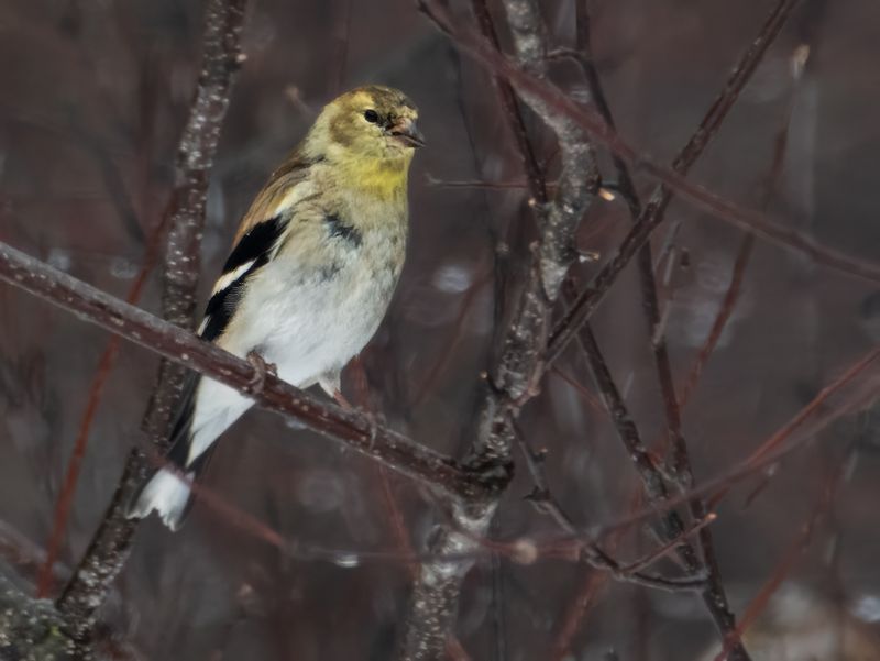 Chardonneret jaune 2.jpg