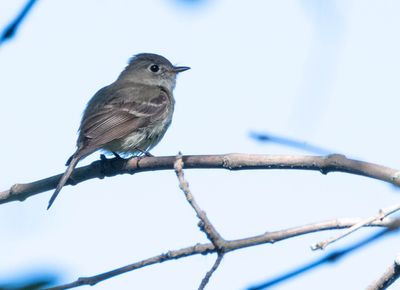 Mouchwerolle tchébec