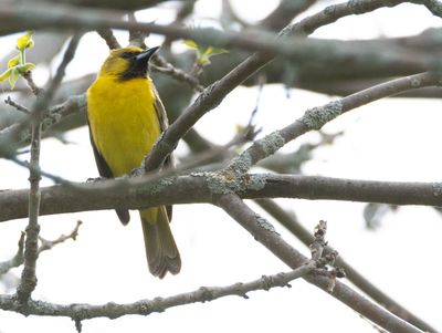 oriole_des_verger