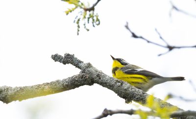 Paruline a tête cendrée