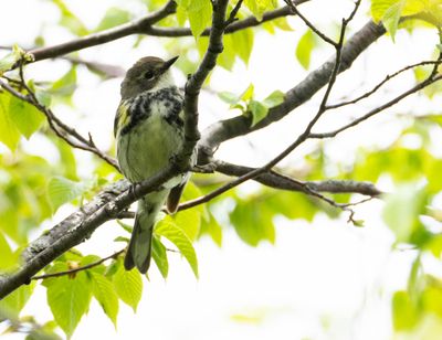 paruline a croupion jaune