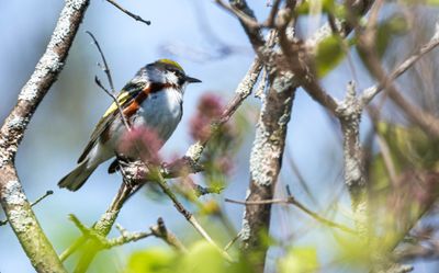 Paruline a flancs marron