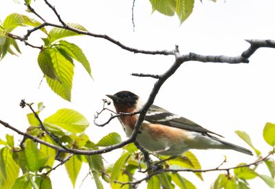 Paruline a poitrine baie 12.jpg