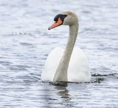 Cygne tubercul 2.jpg