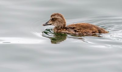 Eider a duvet