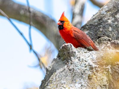 cardinal rouge.