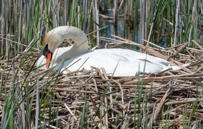 Cygne tubercule.