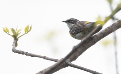Paruline a croupion jaune 