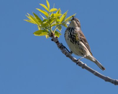 Paruline a croupion jaune 
