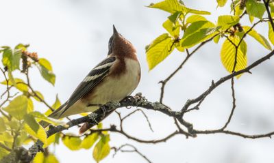 paruline a poitrine  baie