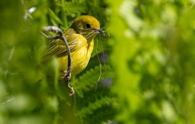 paruline_jaune_2