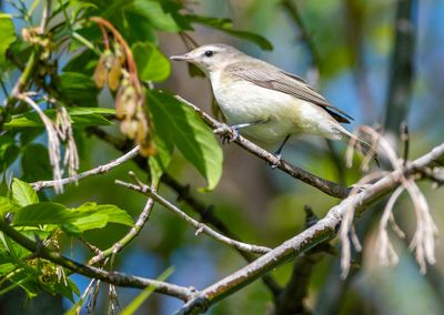 vireo melodieux.