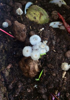 ppmycology
