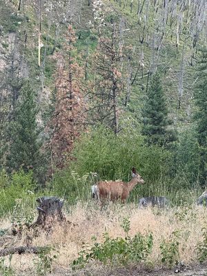 07-08-25 Salmon River to Pine Flat