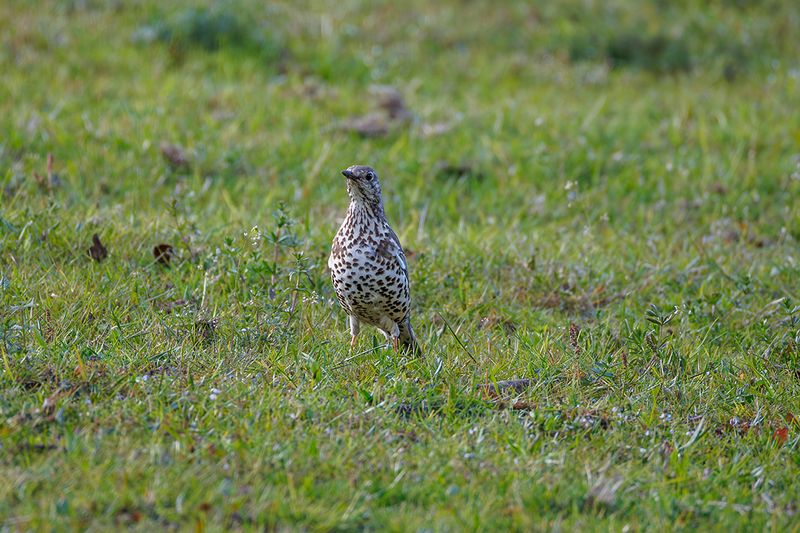 Thrushes