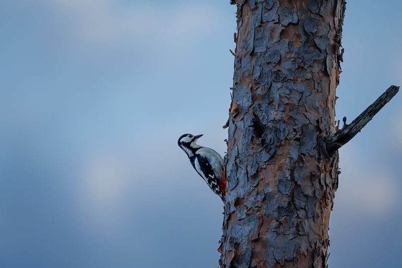 Woodpeckers