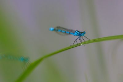 Dragonflies