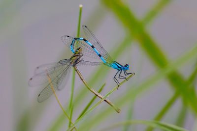 Dragonflies