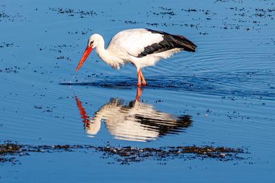 Storks