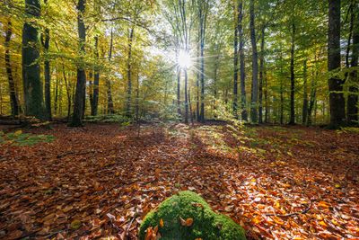The Enchanted Forest 