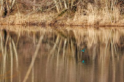 Kingfishers