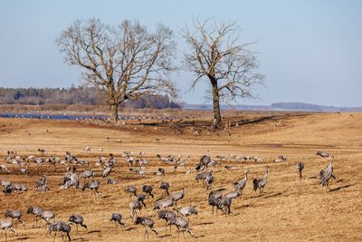 The Cranes at Lake Hornborga, Sweden