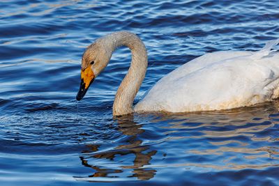 Swans