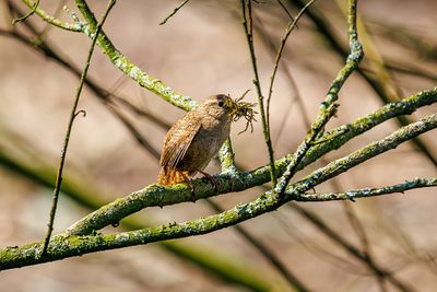 Wrens