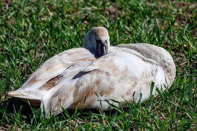 Birds