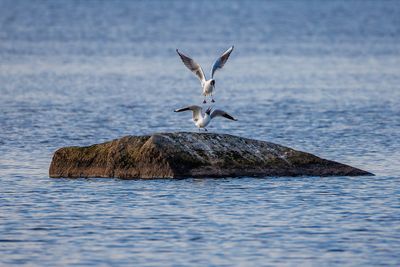 Birds